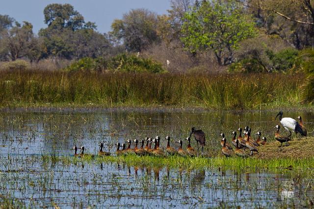 081 Okavango Delta, witwangfluiteenden en heilige ibis.jpg